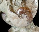 Stunning Tall Ammonite Cluster - #14553-4